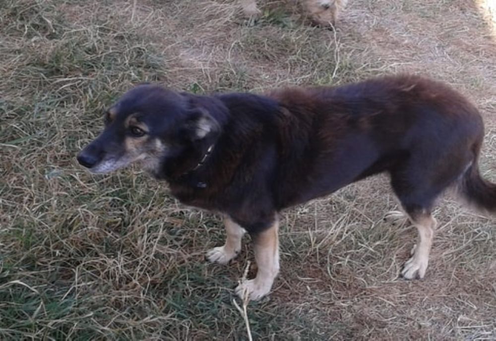 Câine ucis de ciobăneştii germani ai unui fermier