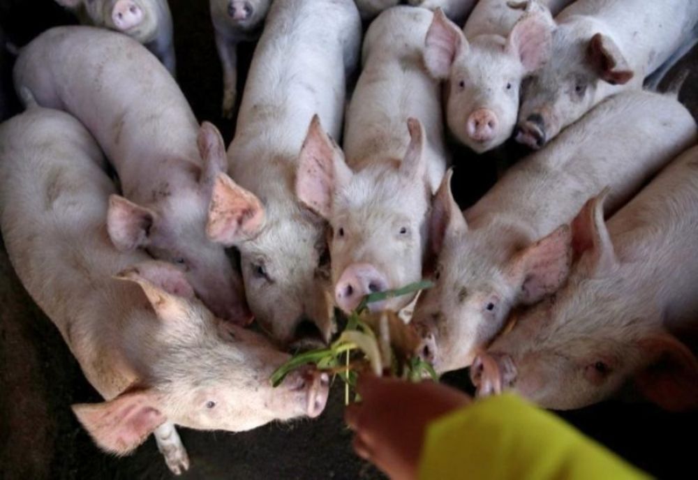 10 focare de pestă porcină active, în Argeş