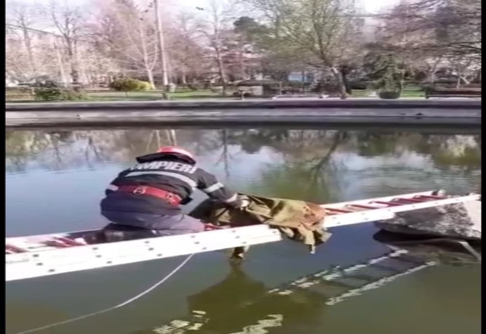 Video-Pompierii au salvat un cățel rămas în mijlocul unui lac!