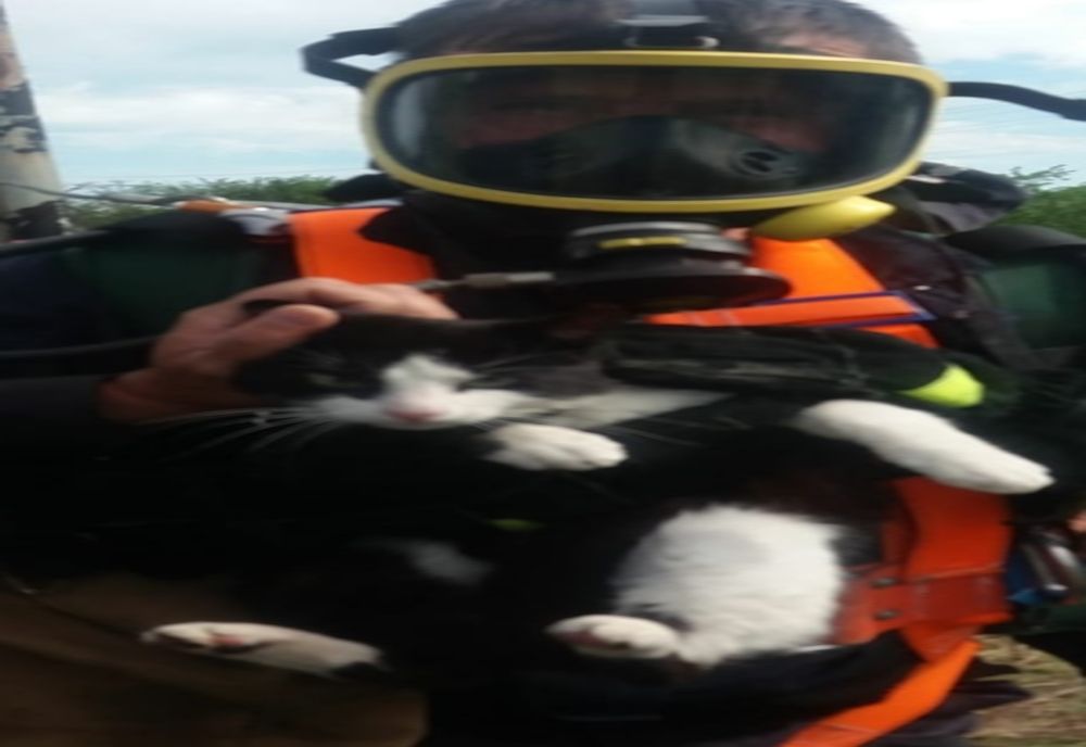 Video-Motan salvat de pompieri dintr-un puţ adânc de 20 de metri