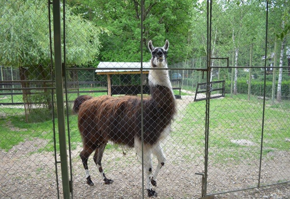 Intrarea gratuită la Grădina Zoologică Piteşti pe 1 iunie