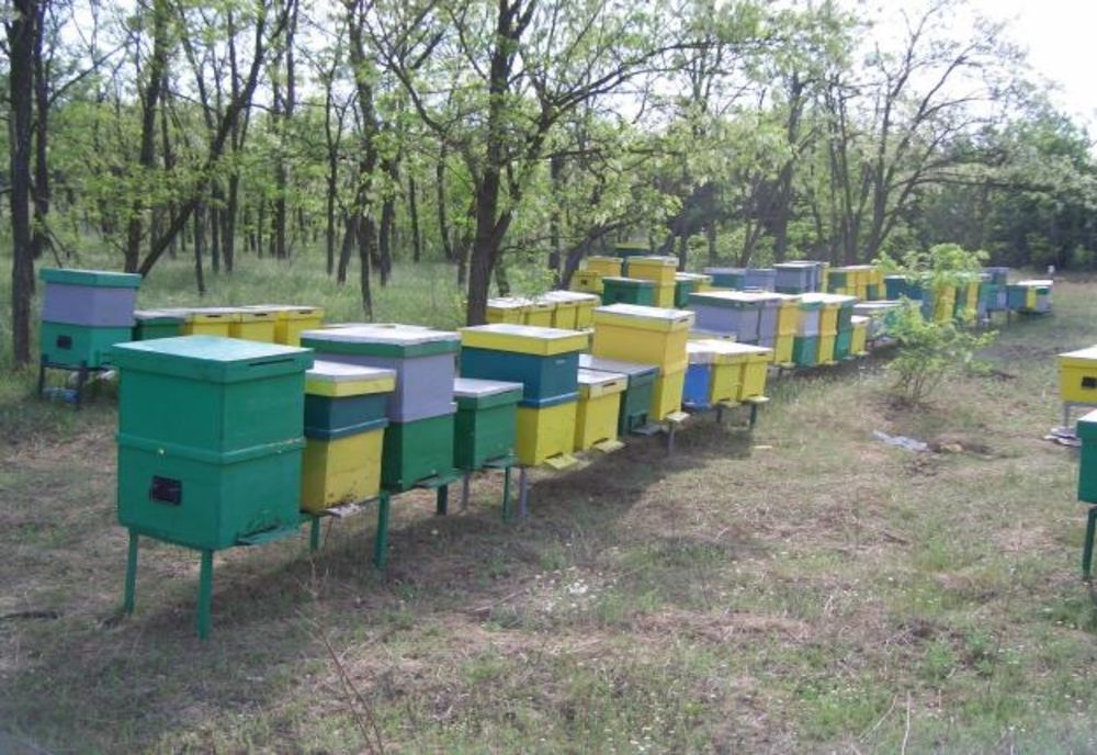  A furat stupii și i-a vândut