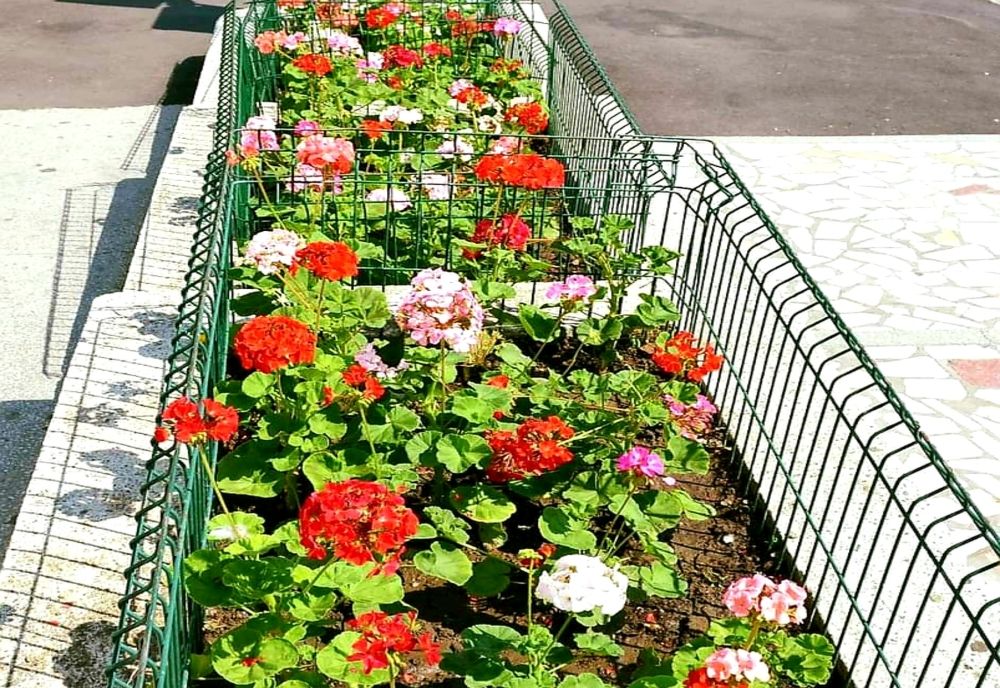 Flori plantate de autorități în Pitești