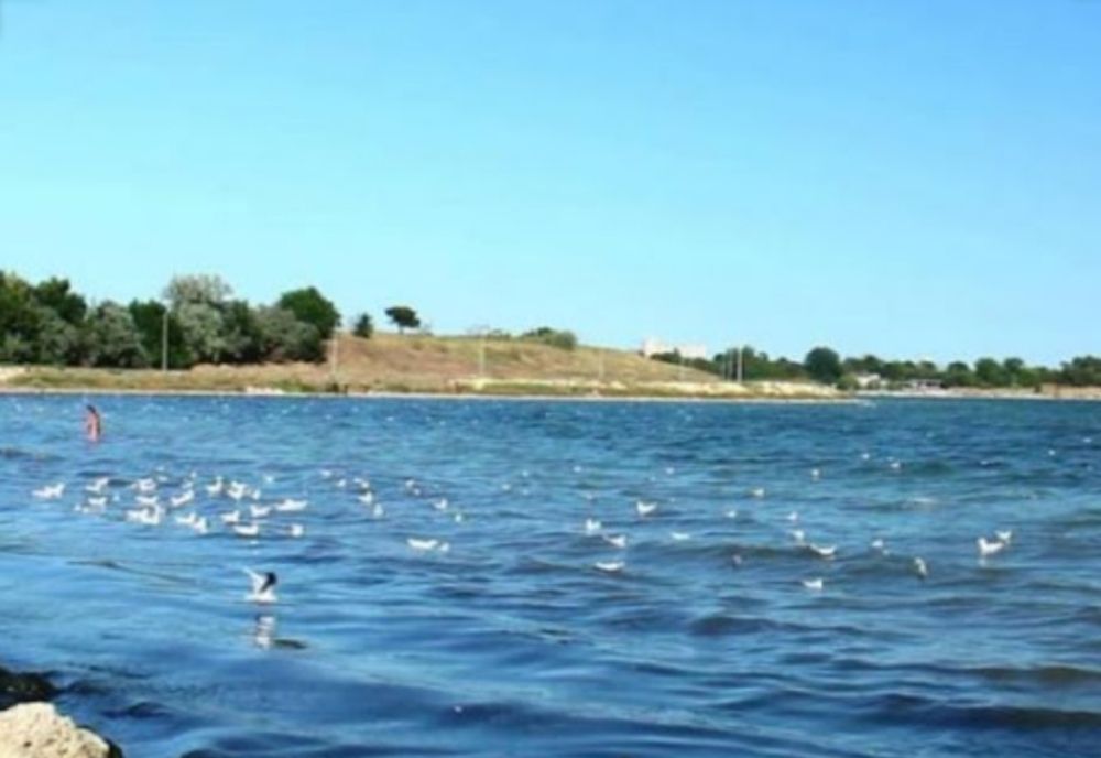 Migraţia păsărilor de pe lacurile de acumulare de pe râul Argeş poate fi urmărită în timp real