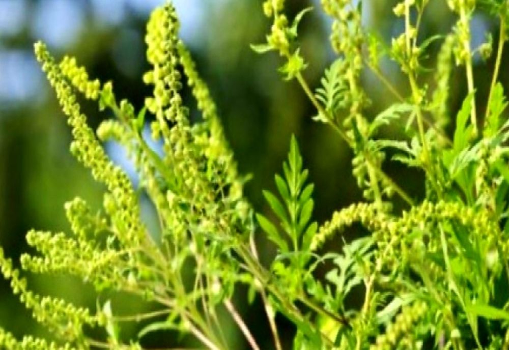 Cetățenii, atenționați asupra efectelor ambroziei