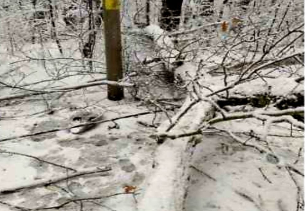 Circulație întreruptă total pentru lucrări de toaletare a arborilor