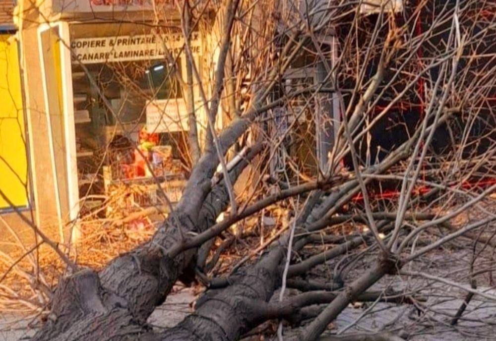 Copac imens doborât de vânt, fabrică în flăcări