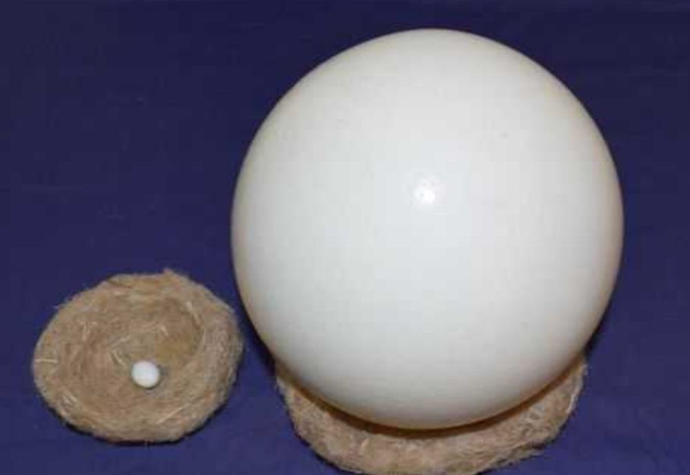 Exponate din colecția Muzeului Argeș: cel mai mare și cel mai mic ou