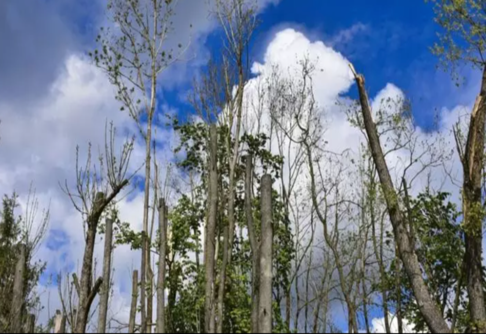 Copil rătăcit în pădure