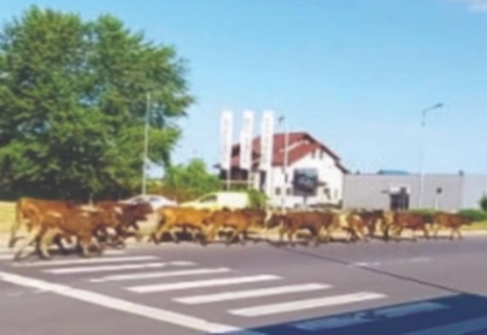 "Western" matinal în Pitești. Cireadă de vaci pe străzi