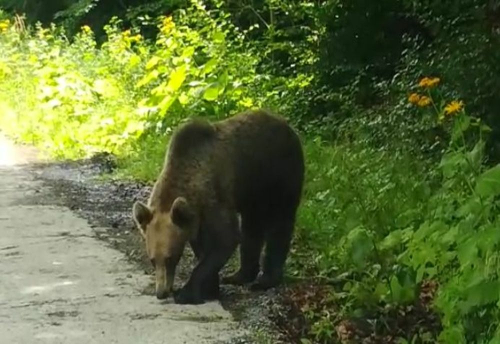 Persoană atacată de urs în Argeș
