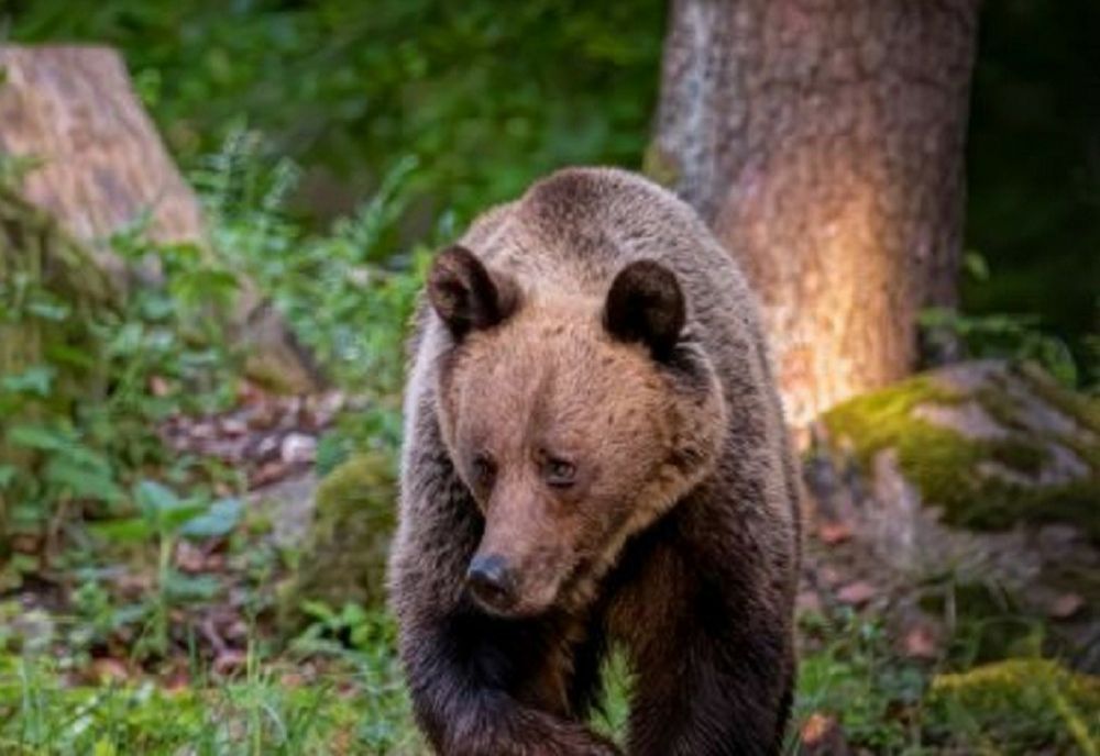 Un urs a ajuns lângă cortul a trei turiști. Cum se evită asemenea situații