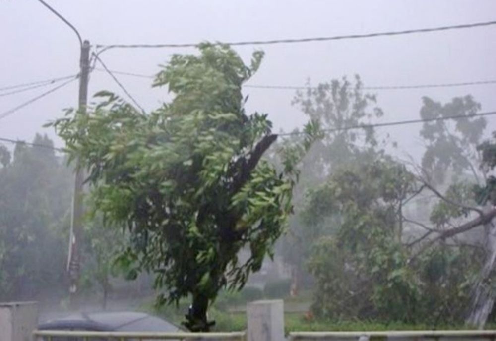 Copac pus la pământ în Expo Parc din Argeș