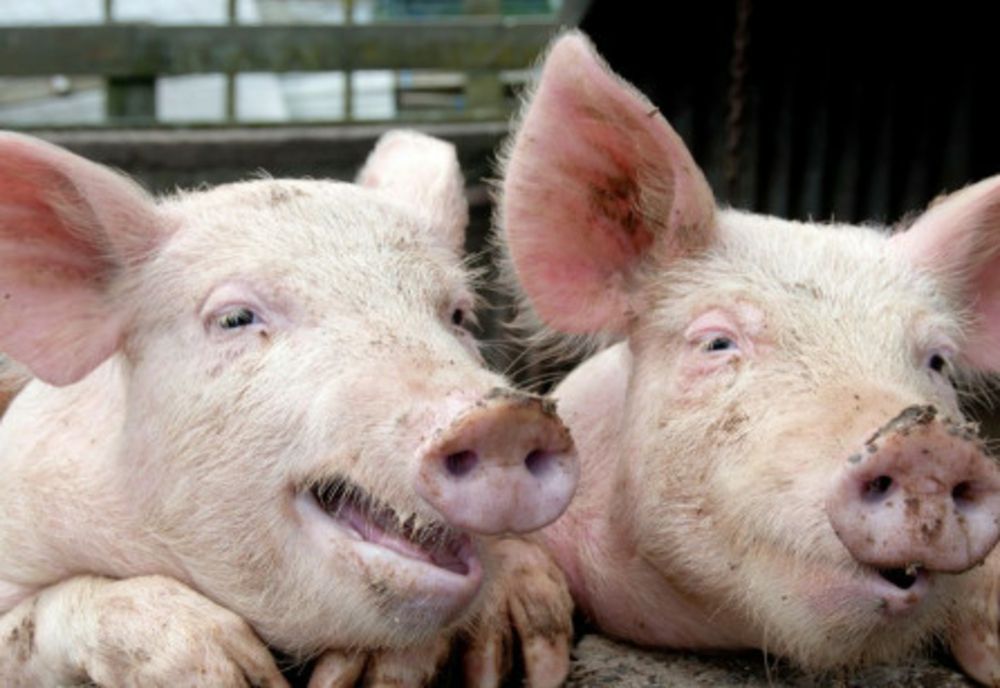 Cum aflăm greutatea porcului fără cântar. Este nevoie doar de o RULETĂ