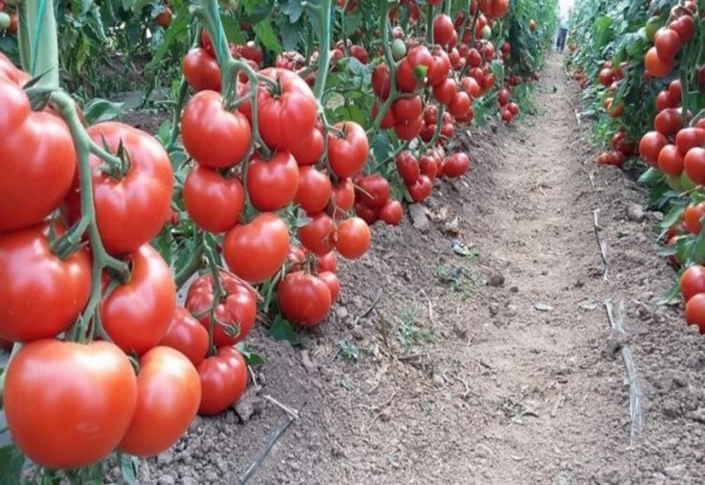 Tomata 2026: Legumicultorii se pot înscrie până pe 15 aprilie