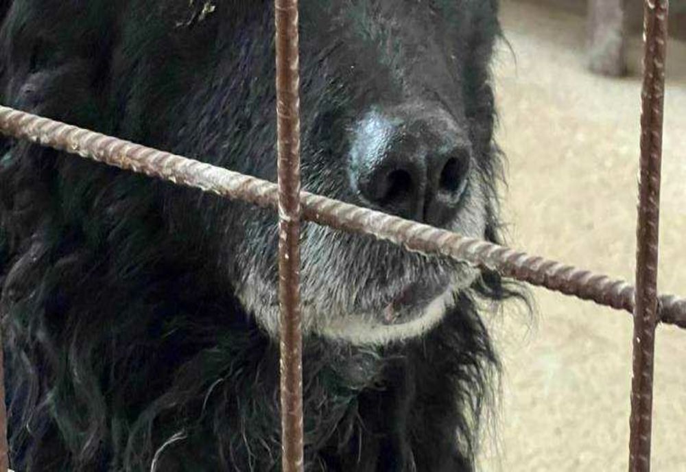 COPIL DE 3 ANI, MUTILAT DE CÂINI FĂRĂ STĂPÂN ÎN CURTEA PROPRIEI CASE, LA MUNTENI. POLIȚIA A DESCHIS DOSAR PENAL