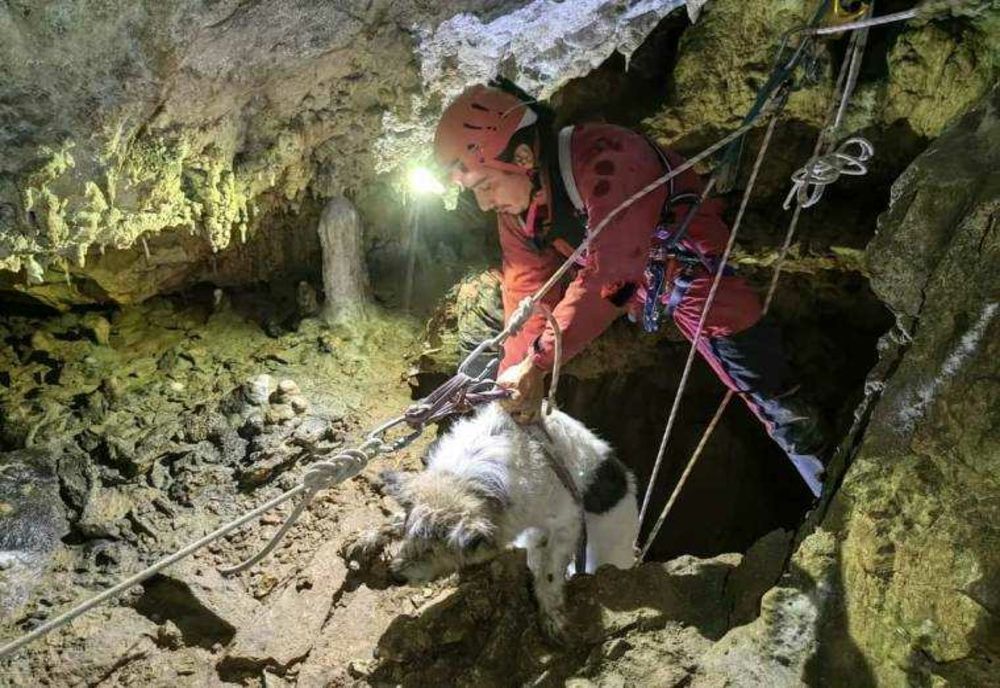 DRAMA ÎN PEŞTERA MEZIAD: Căţelul Bobiţă salvat din adâncuri de salvamontiştii bihoreni