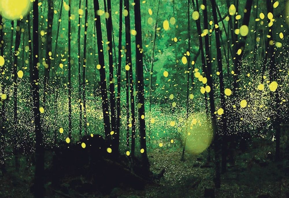 AM PUTEA FI ULTIMA GENERAȚIE CARE SE BUCURĂ DE MAGIA LICURICILOR