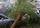 VIDEO-Copac doborât, de furtună, peste două mașini la Pitești!