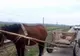 A furat un cal cu căruță cu tot...ca să mănânce mici! A ajuns în arest