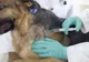 Va începe un program de sterilizare gratuită a animalelor de companie