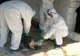 Pesta porcină infirmată la alţi porci din gospodării de la Negraşi