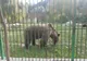 Îți place să ai grijă de animale? ZOO Pitești angajează muncitori necalificați
