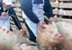 Măsuri împotriva pestei porcine în Bârla! Un sat a fost băgat în carantină