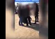 VIDEO! Prinși în flagrant de jandarmi în timp ce jefuiau un bărbat