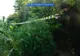 Cultură de cannabis în grădina bunicii din Cocu! A fost "recoltată" de DIICOT