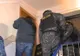 Peste 40 de percheziţii la proxeneţi din Argeş! Au exploatat multe femei
