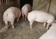 Suspiciune de pestă porcină în Argeș! Trei porci morți într-o gospodărie