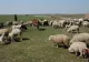 Acum! Percheziții la ciobani din zona Muscel! Sunt bănuiţi de furturi