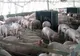 Evaziune fiscală cu porci. Administratorul unei societăți din Argeș, reținut