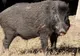 Urmările cazului de pestă porcină: 132 de porci mistreți vor fi vânați și neutralizați