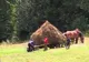 Bărbat târât de cal în timp ce căra fân cu căruţa, la Mălureni