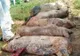 Trei noi focare! Pestă porcină africană la Călineşti, Ştefăneşti şi Ungheni
