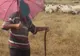 Incendiu de vegetație, în Pitești! Un bătrân, care se afla cu oile, salvat din flăcări