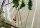 Plantaţie de cannabis în solar, printre roşii şi castraveţi