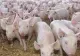 Alarmă în Argeș! Suspiciune de pestă porcină la o fermă cu 20 de mii de porci