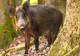 Focar de pestă porcină la mistreţi! Peste 300 de animale vor fi ucise în Argeș