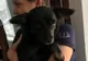 Peste 8000 de animale au beneficiat de sprijin, în Argeș