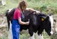 Criză de medici veterinari! 13 posturi vacante la DSVSA Argeș