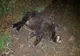 Focar de pestă porcină africană, la Piteşti, în pădurea Trivale