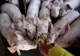 10 focare de pestă porcină active, în Argeş