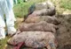 Pestă porcină africană la cea de a treia fermă din Slobozia-Argeș
