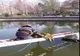 Video-Pompierii au salvat un cățel rămas în mijlocul unui lac!