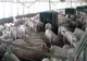Evaziune fiscală la ferma de porci