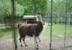 Intrarea gratuită la Grădina Zoologică Piteşti pe 1 iunie