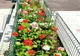 Flori plantate de autorități în Pitești